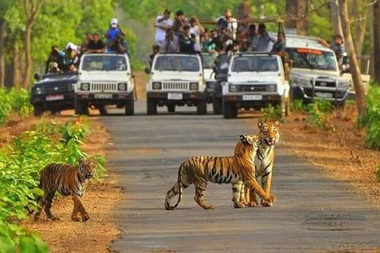 Sariska Tiger Reserve